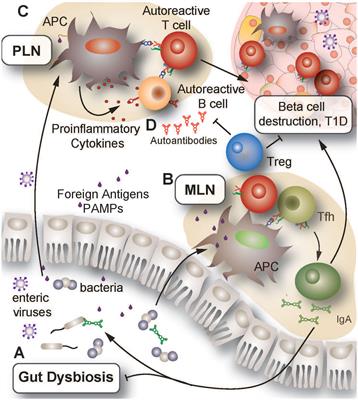 Maternal provisions in type 1 diabetes: Evidence for both protective & pathogenic potential